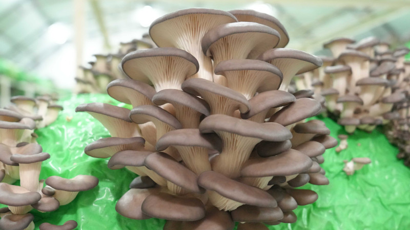 İSTİRİDYE MANTARI ÜRETİM KURS DÖNEMİNİN İLK HASADI, BAŞKAN ALİ BOLTAÇ’IN KATILIMIYLA GERÇEKLEŞTİ